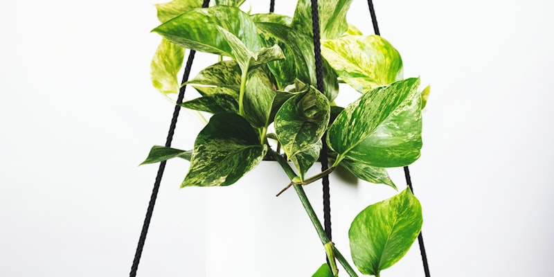 世界杯赛事前瞻分析配图 - 足球场与战术板